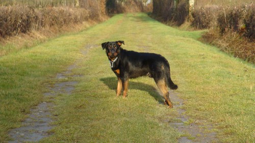 Beauceron